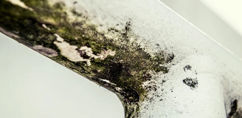 mold restore damage belton tx mold restore damage belton tx